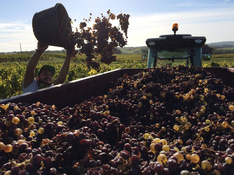Vendangeur récoltant du raisin dans les vignes de Pomport, près de Bergerac