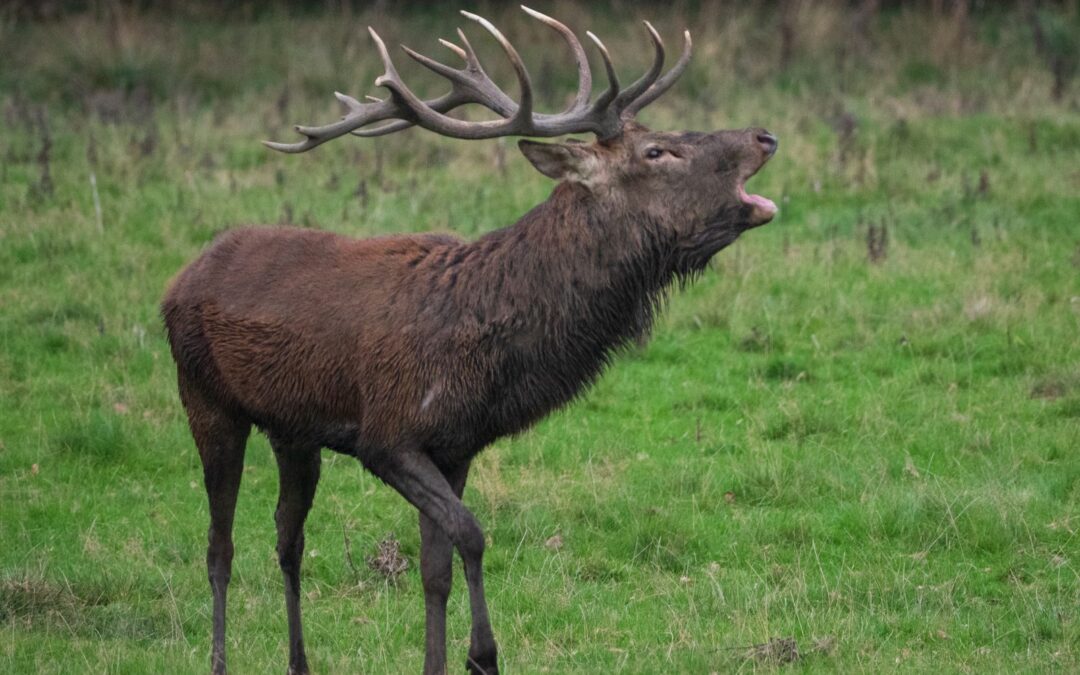 Cerf élaphe bramant dans une clairière à la tombée du jour