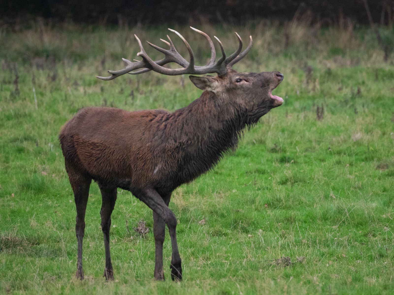 Cerf élaphe bramant dans une clairière à la tombée du jour